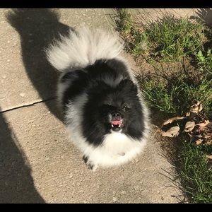 Meet your Posher, Chyenne